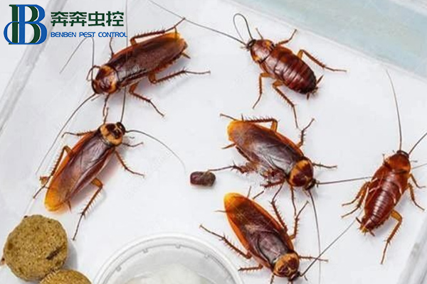 &ldquo;超市&rdquo; 或 &ldquo;商场&rdquo; 遇到蟑螂应该怎么防治？