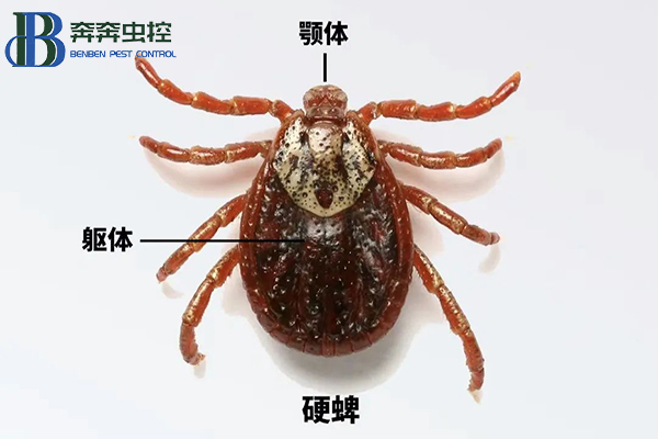  科学预防蜱虫叮咬