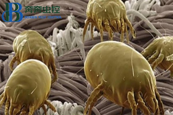 防治尘螨，守护健康生活