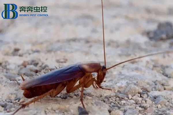 美洲大蠊是蟑螂吗？美洲大蠊是什么虫？