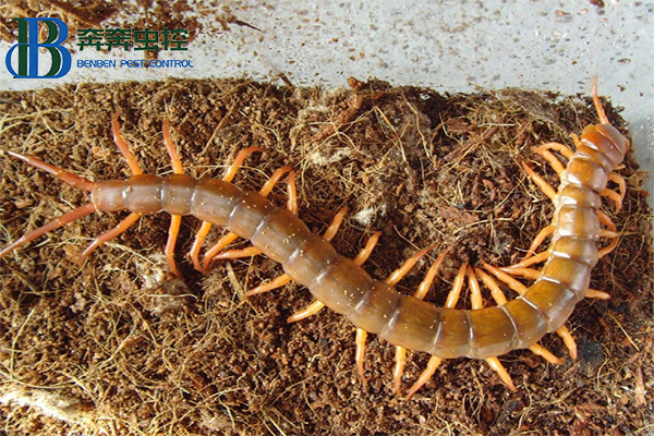 《认识蜈蚣与虫控防治》