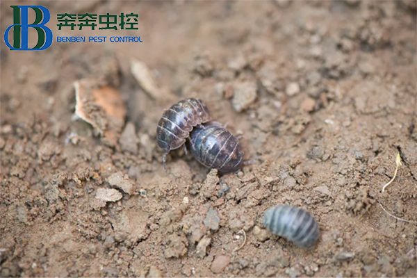 守护生活空间，远离鼠妇困扰