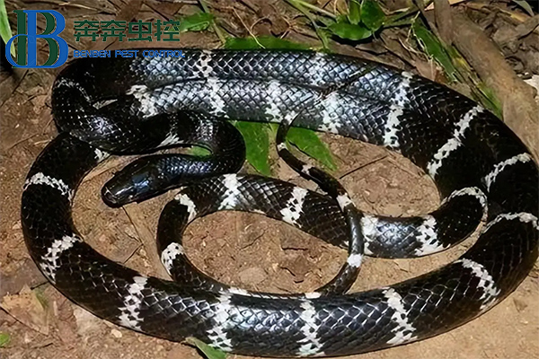 夏日蛇类活跃季，如何防治蛇？