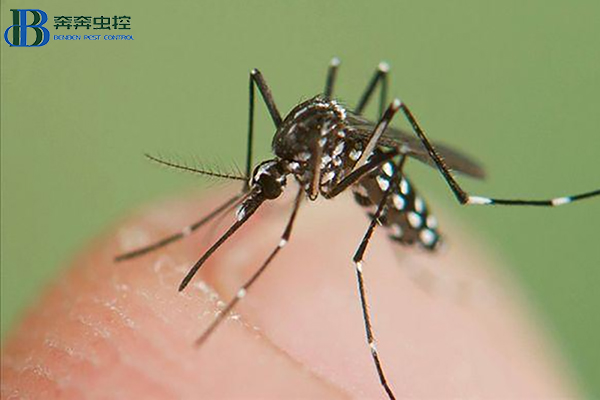 基孔肯雅热防治指南：从蚊虫防控到个人防护